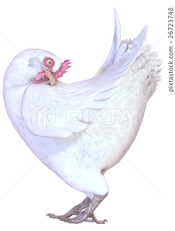 雞 雞 26723748