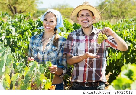 Gardeners standing among grapes trees 26725018