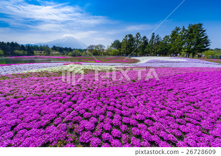 Fuji Shiba cherry-blossom Festival 26728609