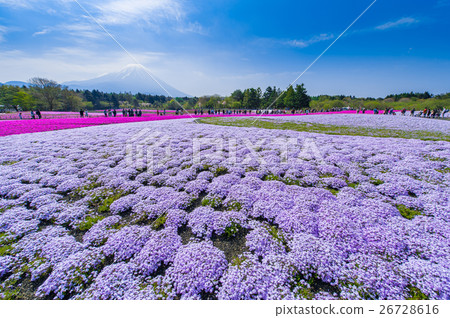 富士柴葉櫻花節 26728616