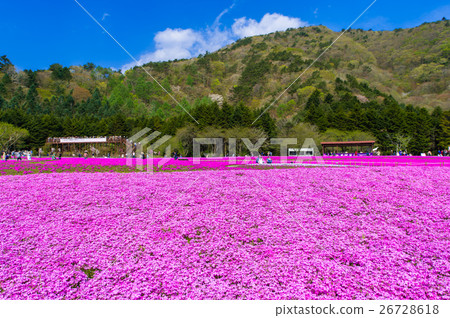 富士柴葉櫻花節 26728618