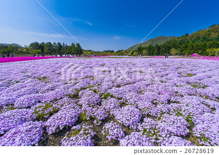 富士柴葉櫻花節 26728619