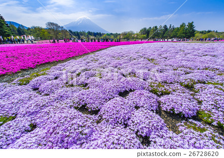 Fuji Shiba cherry-blossom Festival Fuji Shiba cherry-blossom Festival 26728620