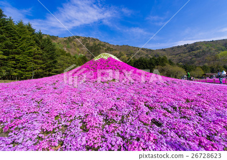 富士柴葉櫻花節 26728623