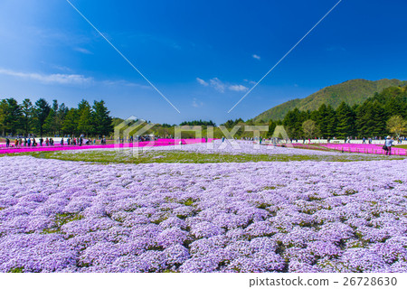 Fuji Shiba cherry-blossom Festival 26728630