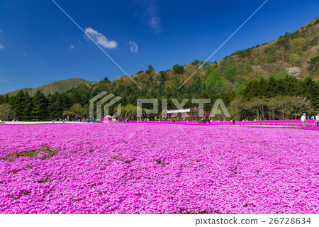 Fuji Shiba cherry-blossom Festival Fuji Shiba cherry-blossom Festival 26728634