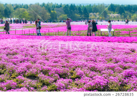 Fuji Shiba cherry-blossom Festival Fuji Shiba cherry-blossom Festival 26728635