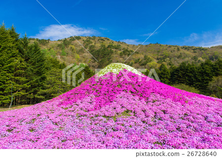 Fuji Shiba cherry-blossom Festival Fuji Shiba cherry-blossom Festival 26728640