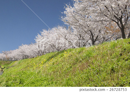Row of cherry trees 26728753