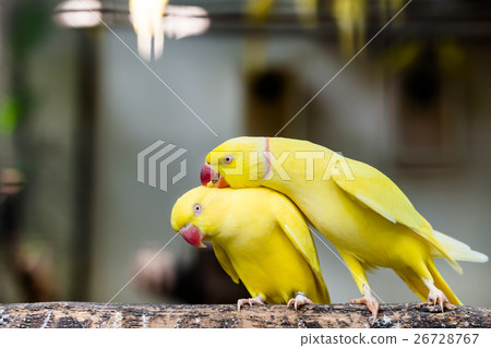 Portrait of couple rose ring parakeet bird Portrait of couple rose ring parakeet bird 26728767