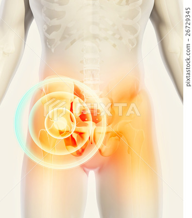 Hip painful skeleton x-ray, 3D illustration. 26729345