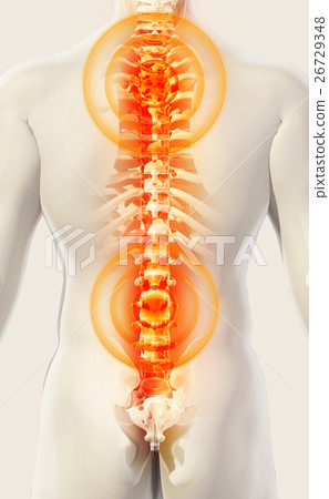 3D Illustration of sacral and cervical painful. 3D Illustration of sacral and cervical painful. 26729348