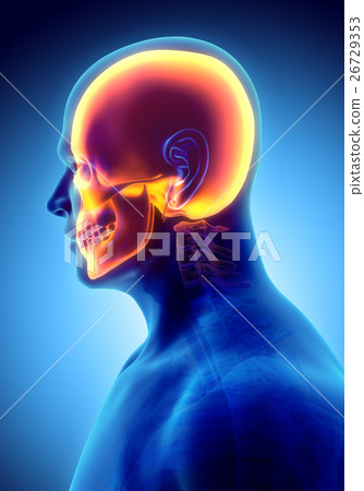 3D illustration of skull - part of skeleton. 26729353