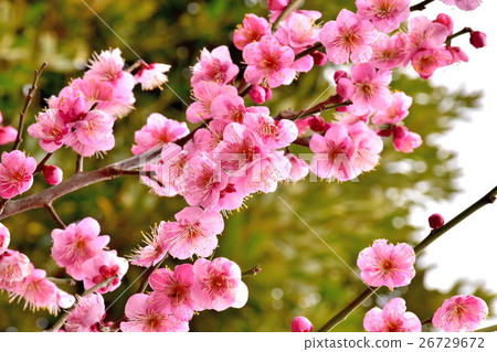 盛開的紅色綻放 26729672