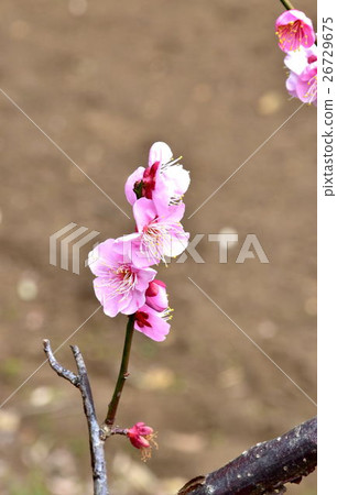 盛開的紅色綻放 盛開的紅色綻放 26729675