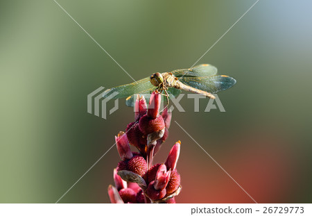 Dragonfly on red flower Dragonfly on red flower 26729773