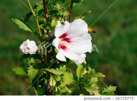 White and red Hibiscus syriacus flower White and red Hibiscus syriacus flower 26729775