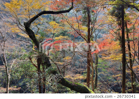 The taste of an old tree and autumnal leaves turning into a dogleg 26730341