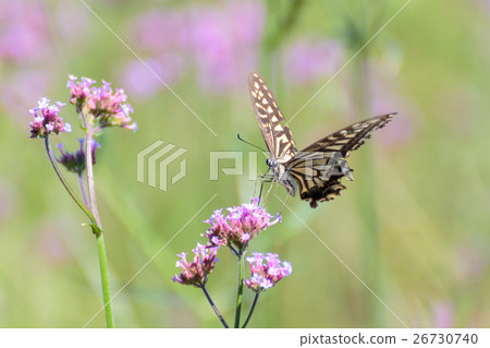 Swallowtail butterfly (Namiageha) 26730740
