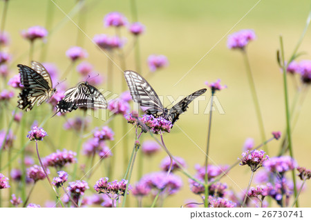 Swallowtail butterfly (Namiageha) 26730741
