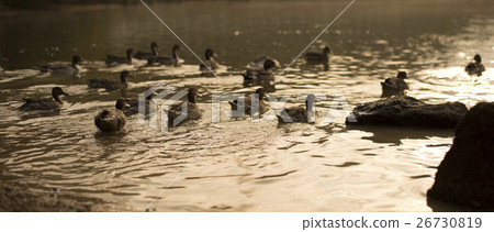 Duck duck with sepia tone cinema size 26730819