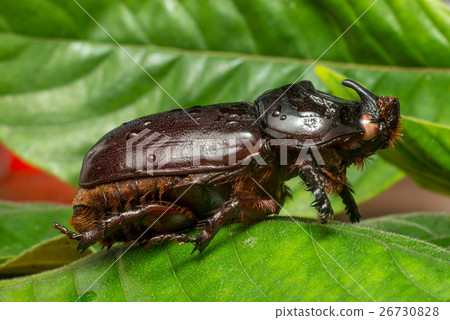图库照片: asiatic rhinoceros beetle (oryctes rhinoceros)