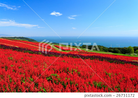 Awagi flowers and salvia fields 26731172