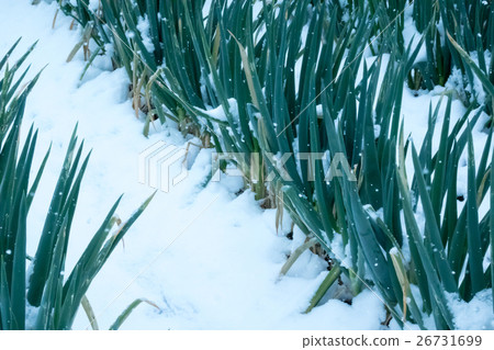 snow snow 26731699