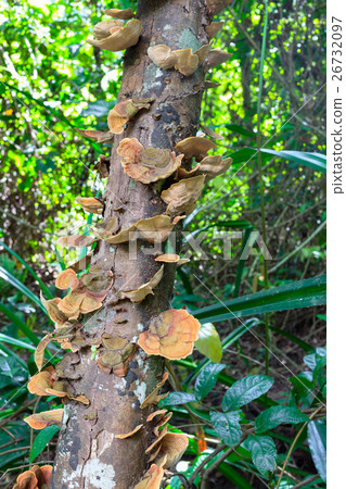Mushrooms science names "Polyporaceae" on wood  26732097