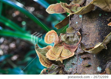 Mushrooms science names "Polyporaceae" on wood  26732099
