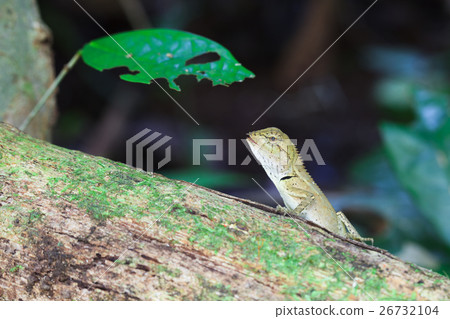Gila, eating butterfly on wood in tropical forest  26732104