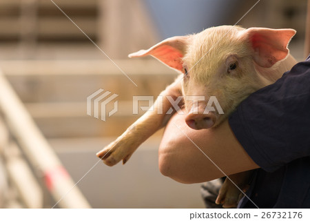 pig at factory 26732176