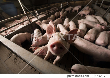 pig at factory 26732178