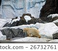 Polar bears 26732761