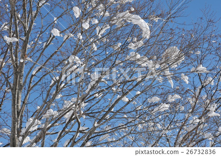 Snow on branches Snow on branches 26732836