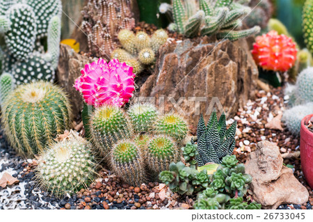 The beauty Garden cactus The beauty Garden cactus 26733045