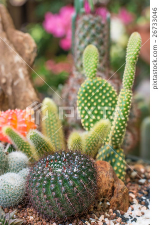 The beauty Garden cactus The beauty Garden cactus 26733046
