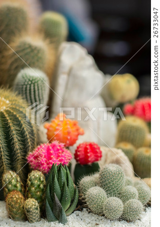 The beauty Garden cactus The beauty Garden cactus 26733047