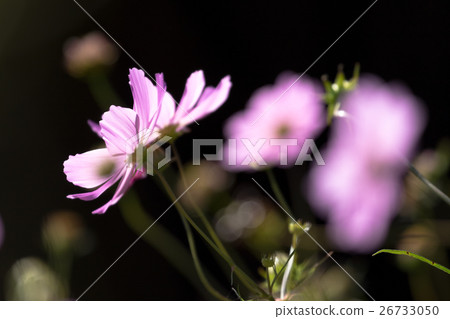 Cosmos pink Cosmos pink 26733050