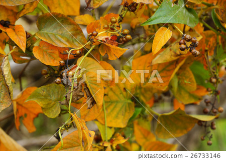 Hexokazura with fruit in autumn color Hexokazura with fruit in autumn color 26733146