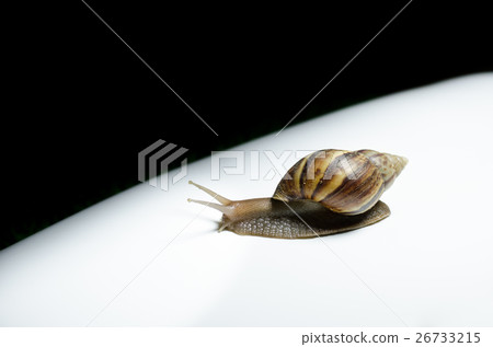 Snail crawling slowly. 26733215