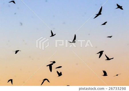 Swallow's sweet 26733298