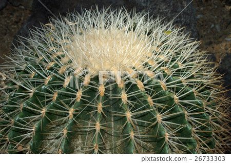 仙人掌/白生魚片 仙人掌/白生魚片 26733303