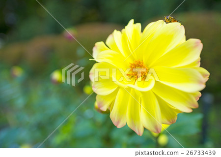 Dahlia Dahlia 26733439
