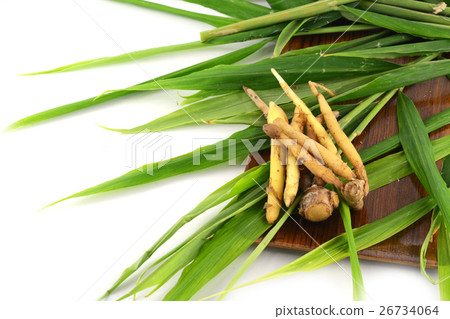 Fingerroot on white 26734064