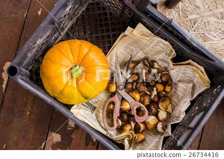 Big Pumpkin in an autumn country fair 26734416