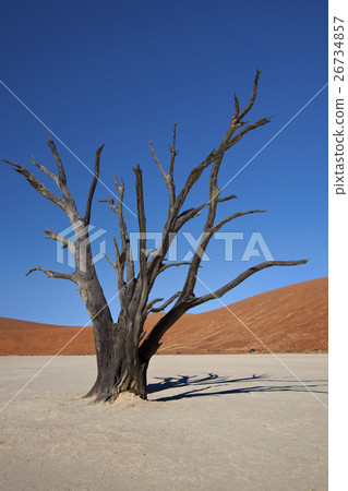 Dead Vlei - Namib-nuakluft Desert - Namibia Dead Vlei - Namib-nuakluft Desert - Namibia 26734857