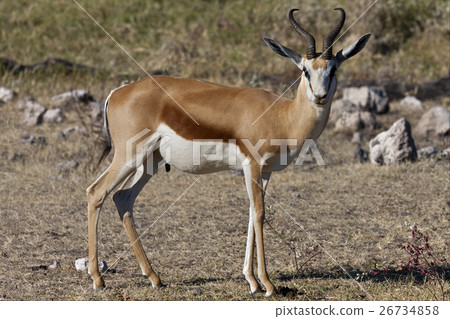 Springbok - Etosha National Park - Namibia 26734858