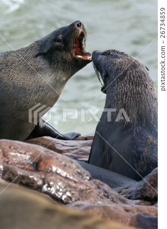 Cape Fur Seals - Namibia Cape Fur Seals - Namibia 26734859