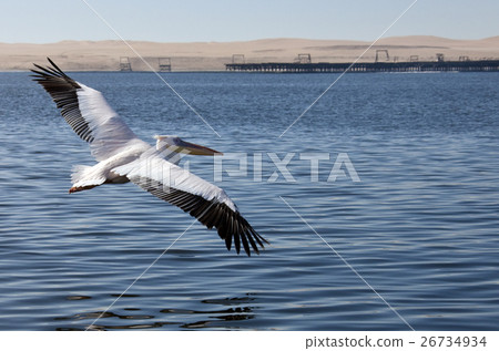 Great White Pelican - Namibia 26734934